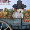 1024-beagle-23.jpg
