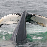 Humpback whale