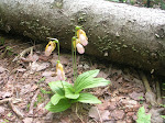 boy_scout_camping_troop_24_june_2008_063_20090329_1075722581.jpg