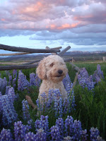 amazing labradoodles in amazing colorado