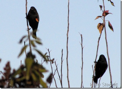 Red-wing Blackbirds
