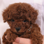 dog617-5.jpg