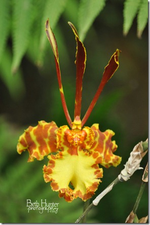 cr-bug-orchid cr-bug-orchid