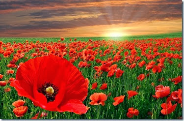 red_poppy red_poppy
