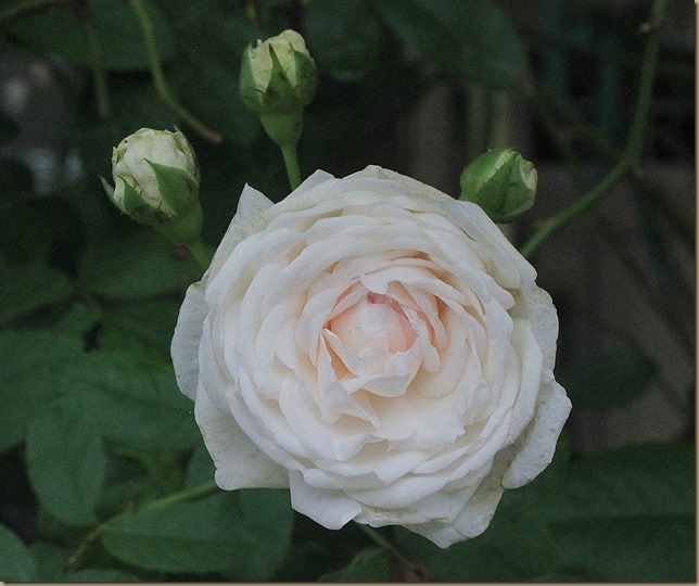 IMG_1765 IMG_1765