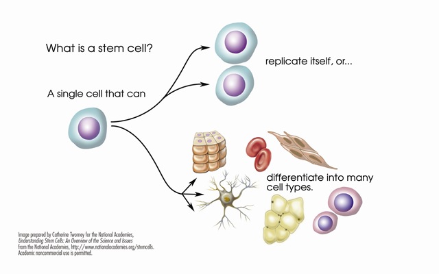 [stem-cell-explained%255B8%255D.jpg]