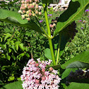 Common Milkweed