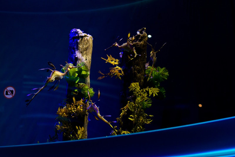 seahorses-1 seahorses-1