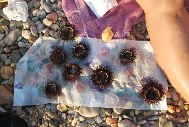 [Sea%2520urchins%2520-%2520Catched%2520by%2520Claudie%255B3%255D.jpg]