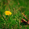 PWK_20081012-4448.jpg
