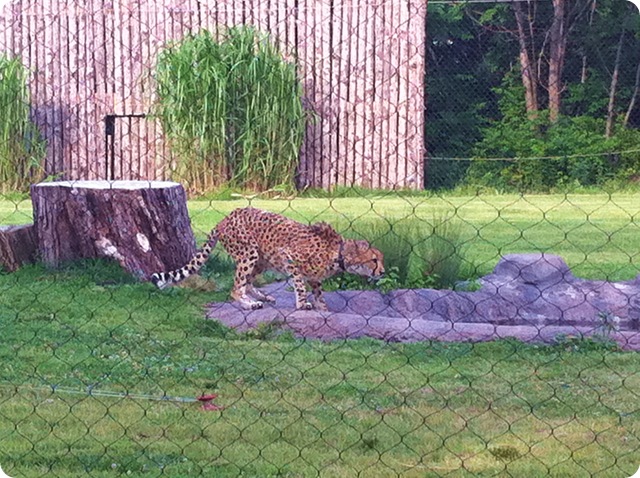 zoo9 zoo9