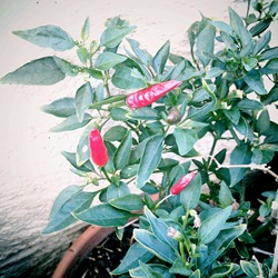 red chillis