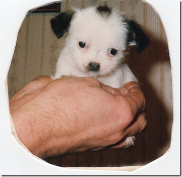 scan036 scan036