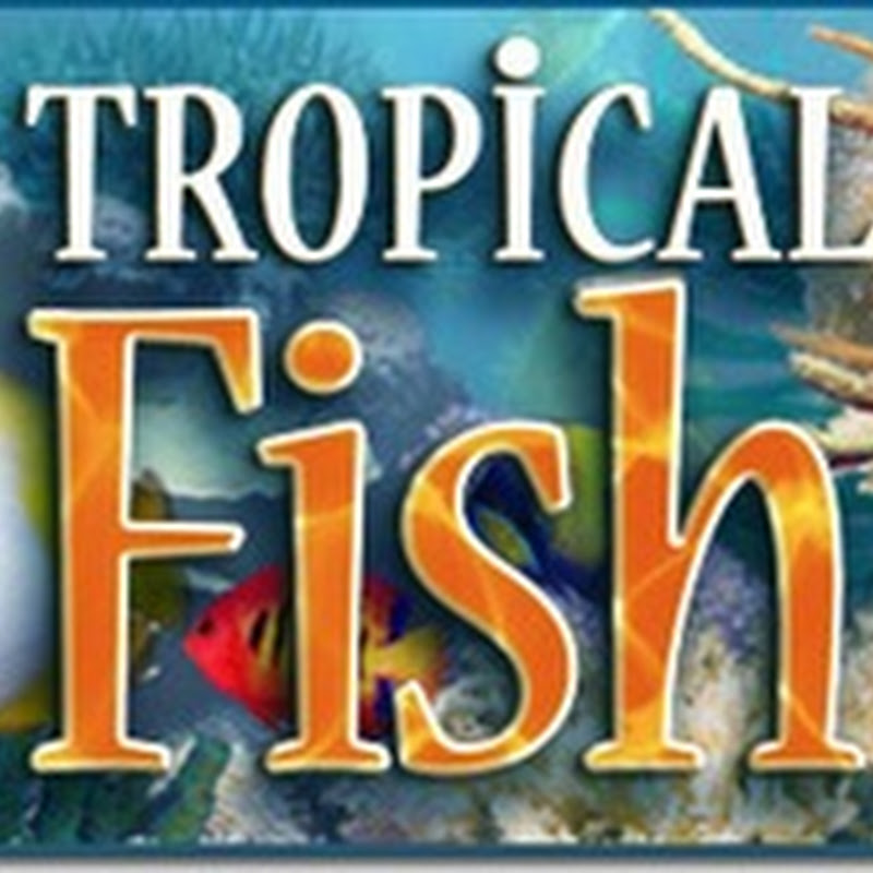 ScreenSaver cu peşti : Tropical Fish 3D