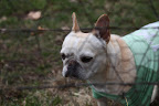 We're Frenchies!  What can I say?  We were born to chase!