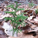 Southern Ground Cedar