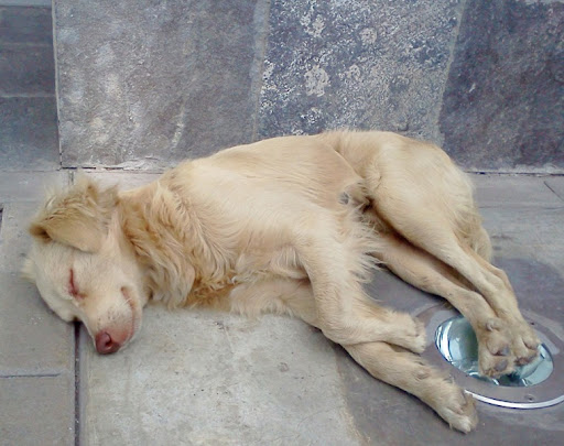 perritocrema.jpg