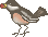 bird-2