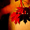 mapleleavessh.jpg
