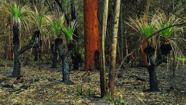 Le bush (avec Xanthorrea, Xanthorrhoeaceae, originaires d'Australie) début novembre après l'incendie de septembre. Pearl Beach (New South Wales, Australie), 2 novembre 2011. Photo : Barbara Kedzierski