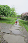 Some of these are new stones, and some of the old ones have been lifted and resettled.  In the process, many of the succulents alongside the path have been removed.