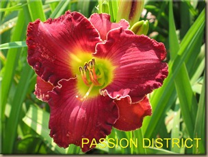 PASSION_DISTRICT_f PASSION_DISTRICT_f