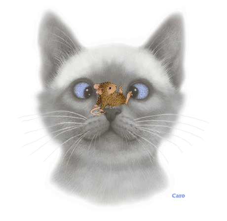 cat cat