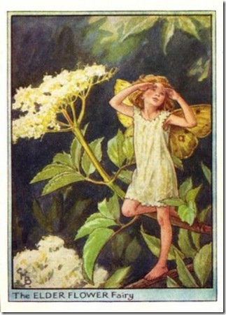 elderflowerfairy