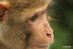 Friendly monkey face