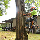 7/26 Tree Work