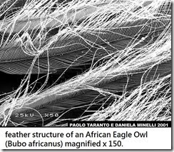 articles-Owl Physiology-Feathers-4