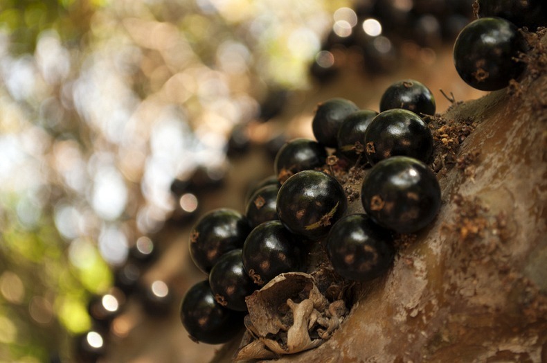 jabuticaba-4