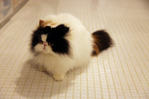 There, how do I look?  Purrfectly gorgeous, no?