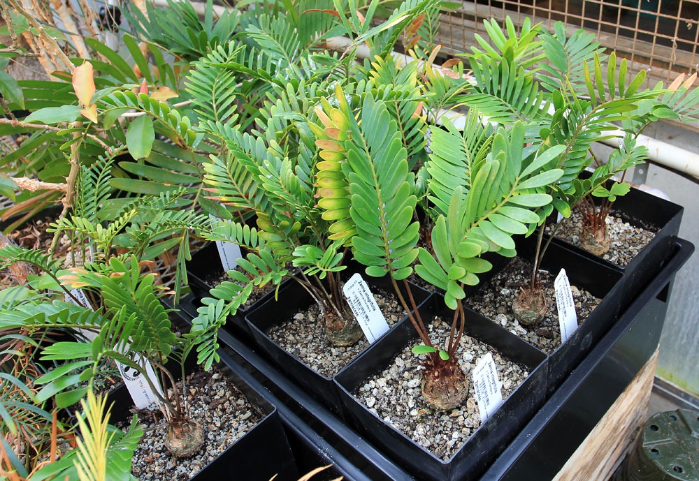 [130202_UCDavis_Zamia-integrifolia_01%255B3%255D.jpg]