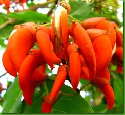 Erythrina crista-galli