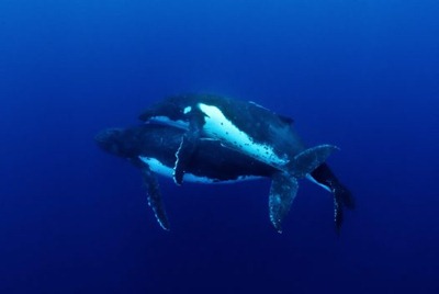Acasalamento da baleia-jubarte - Por Jason Edwards