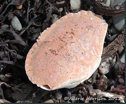12-crab-shell