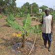 A gardener tending to one of the banana trees - November, 2011 IMG_6251.jpg