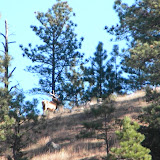 Hunting Photos