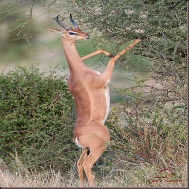 Amazing Animal Pictures Gerenuk (3) Amazing Animal Pictures Gerenuk (3)
