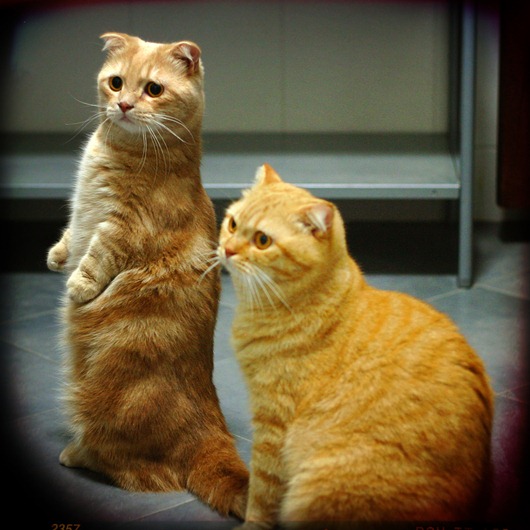 [0_8b953_9e24447a_orig%5B3%5D.jpg]