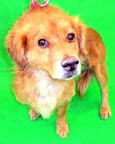 YALEL 
Muy desconfiado, pero amable, necesita mucha atencíón y cariño. Listo para ser adoptado.