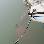 06-01-06 Kissing Manatees