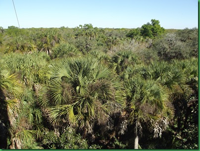 Myakka Day 1 054