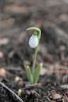 These beautiful flowers are early bloomers, but they are a sure sign that spring is on its way.