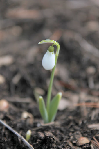 These beautiful flowers are early bloomers, but they are a sure sign that spring is on its way.