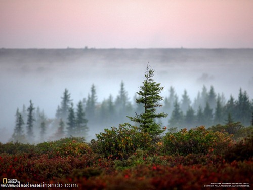 wallpapers national geographic desbaratinando (21)