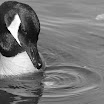 20090423 132167 - Version 3.jpg
