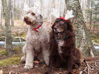 Cici Y. from Sandwich, NH, found these reindeer in the woods...Wait, those aren't reindeer!