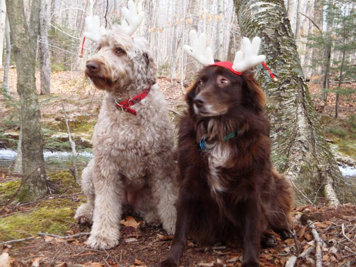 Cici Y. from Sandwich, NH, found these reindeer in the woods...Wait, those aren't reindeer!